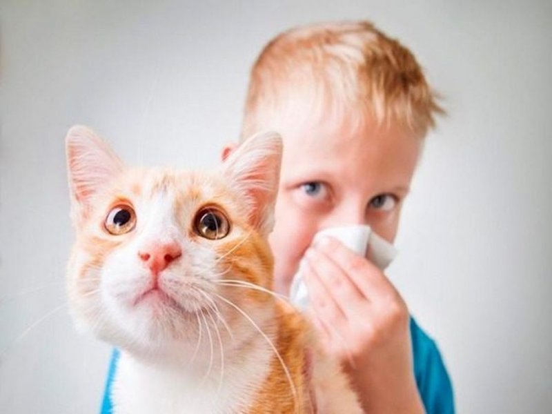 Реферат: Аллергики и кошки
