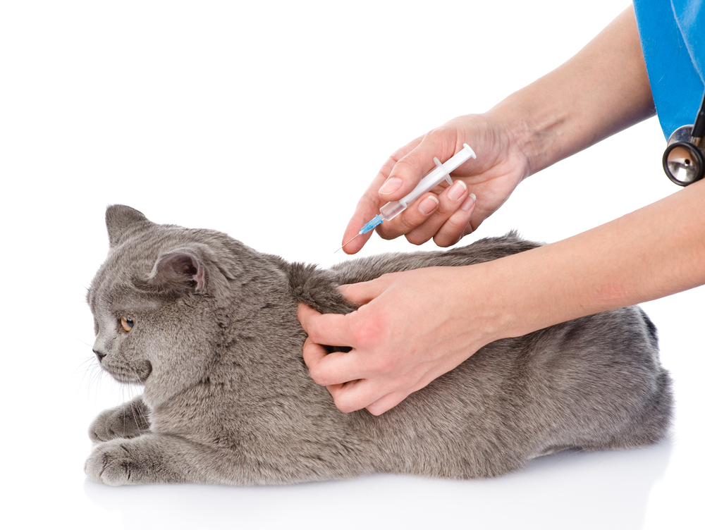 Первый тип сахарного диабета у кошки требует систематического искусственного введения инсулина в организм через инъекции