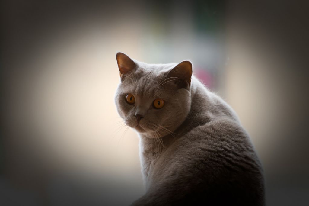 Лиловая британская короткошерстная кошка.jpg
