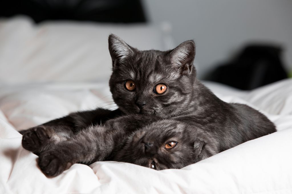 Скоттиш-страйт 🐈 фото кошки, описание породы, характер, уход за  шотландской прямоухой кошкой