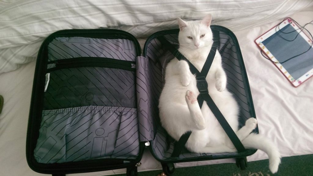 Кот в чемодане.jpg