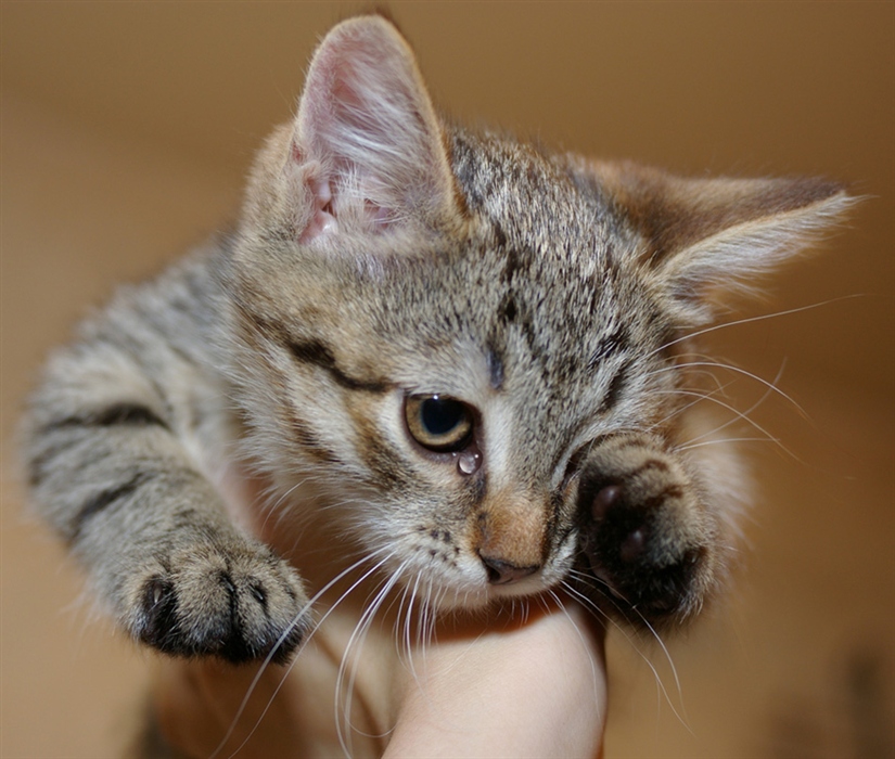 Слезы у маленького котенка могут появляться из-за того, что он еще не научился умываться