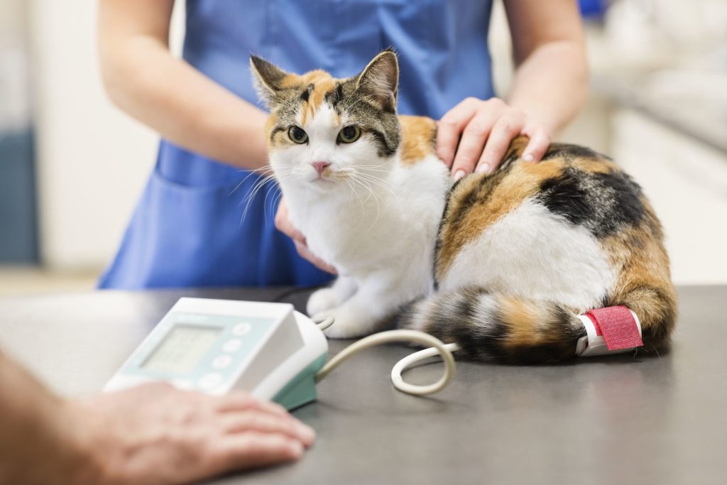 Гепатит у кошек есть ли шанс thumbnail