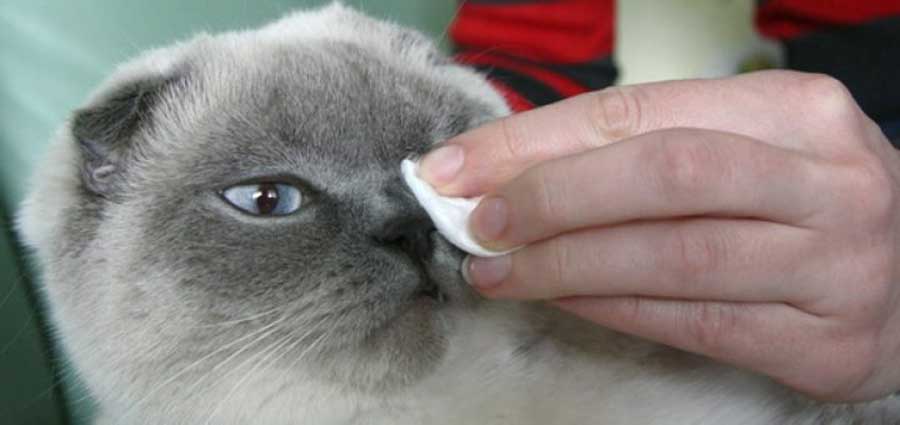 Глаза котенка промывают, не касаясь ватным тампоном глазного яблока, фото https://omedvet.ru
