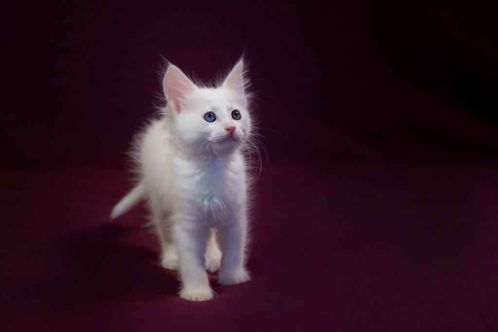 Турецкая ангора 🐈 фото кошки, описание ангорской породы, характер, уход,  цена