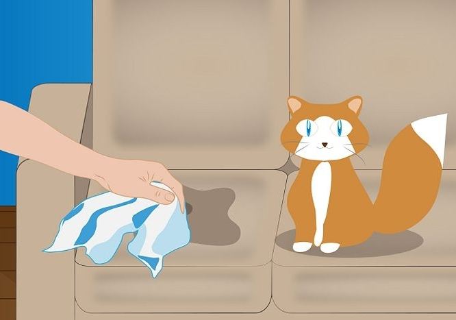избавиться от запаха кошачьей мочи с дивана