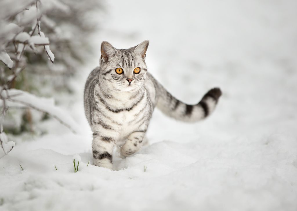 Британская короткошерстная кошка окраса вискас на снегу.jpg