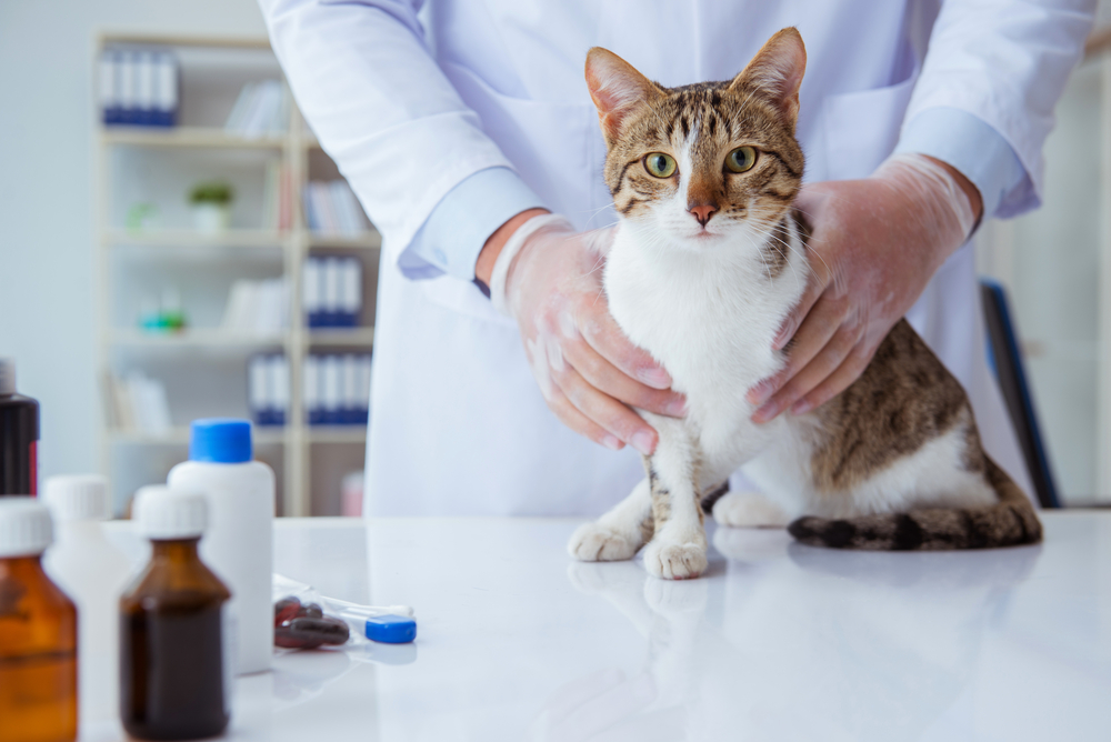 Любые седативные препараты рекомендуется давать кошке лишь после консультации с ветеринаром