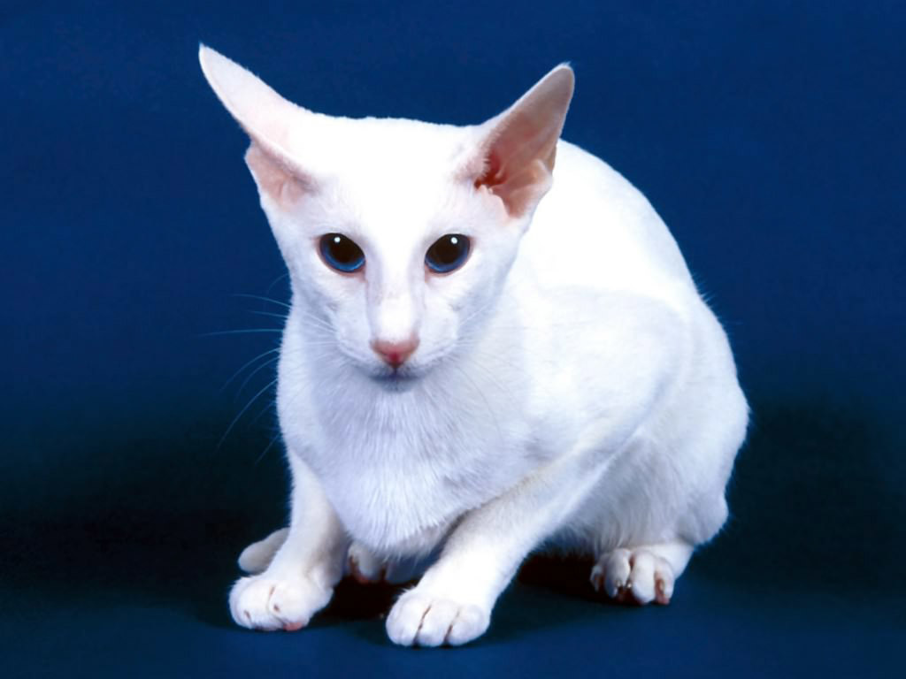Гипоаллергенные кошки 🐈 Топ 10 пород с фото