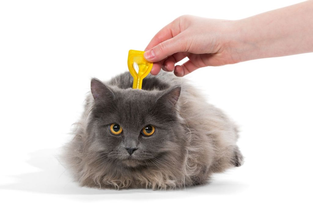 Можно беспроблемно проводить профилактику Празицидом для кошек от появления наружных паразитов