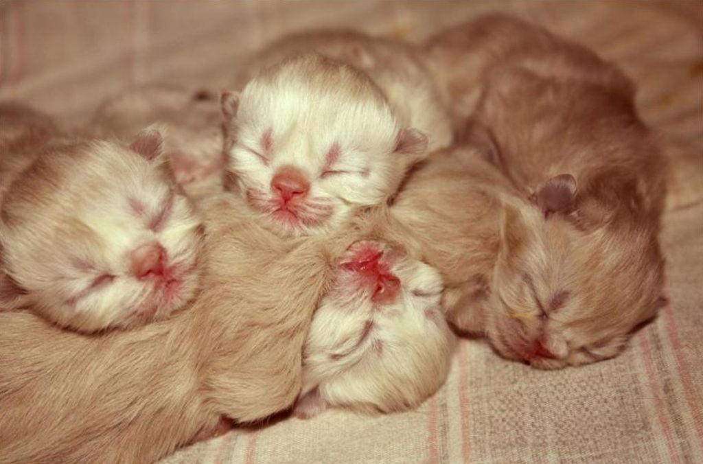 Рождающие котята. Новорожденные котята. Котята рождаются слепыми. Новорожденный котенок.