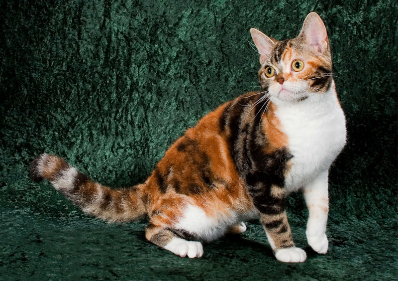 Купить американскую кошку. Американская жесткошёрстная кошка. Американская короткошерстная кошка трехцветная. Американская короткошерстная кошка черепаховая. Европейская короткошерстная кошка трехцветная.