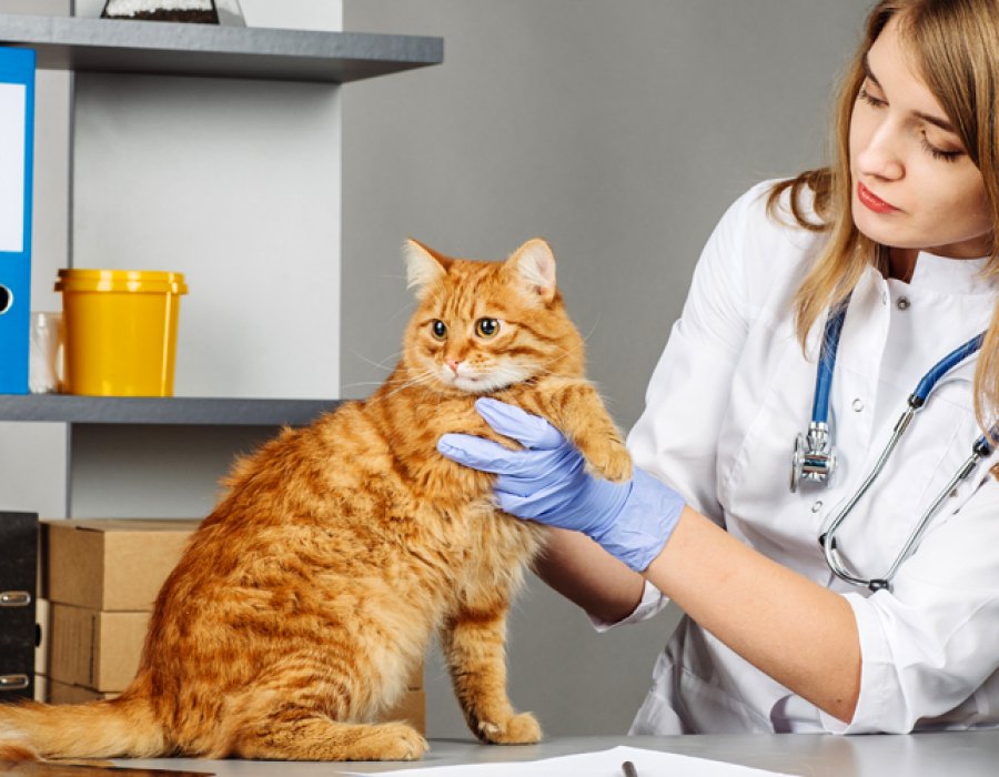 Перед назначением гормонального медикамента ветеринарный врач должен осмотреть питомца