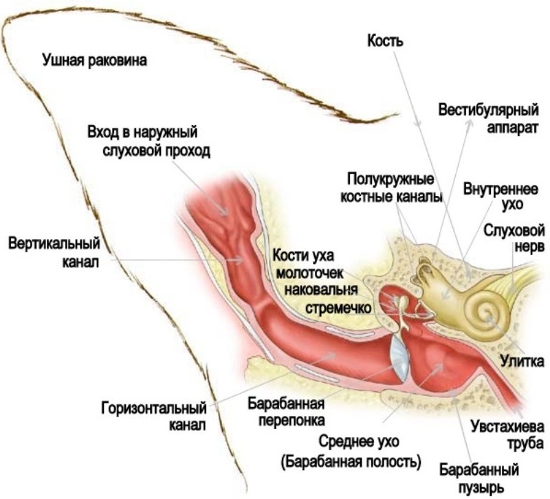 На схеме строения органа слуха видны три отдела