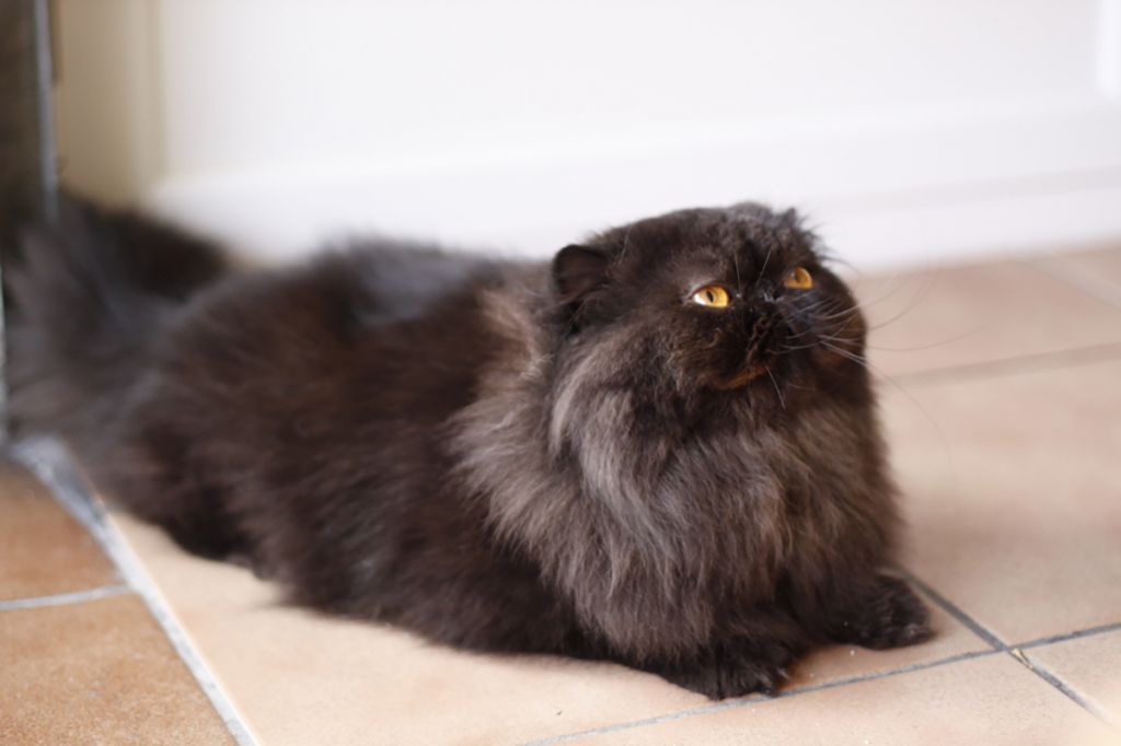 Дымчата персидская кошка фото.jpg