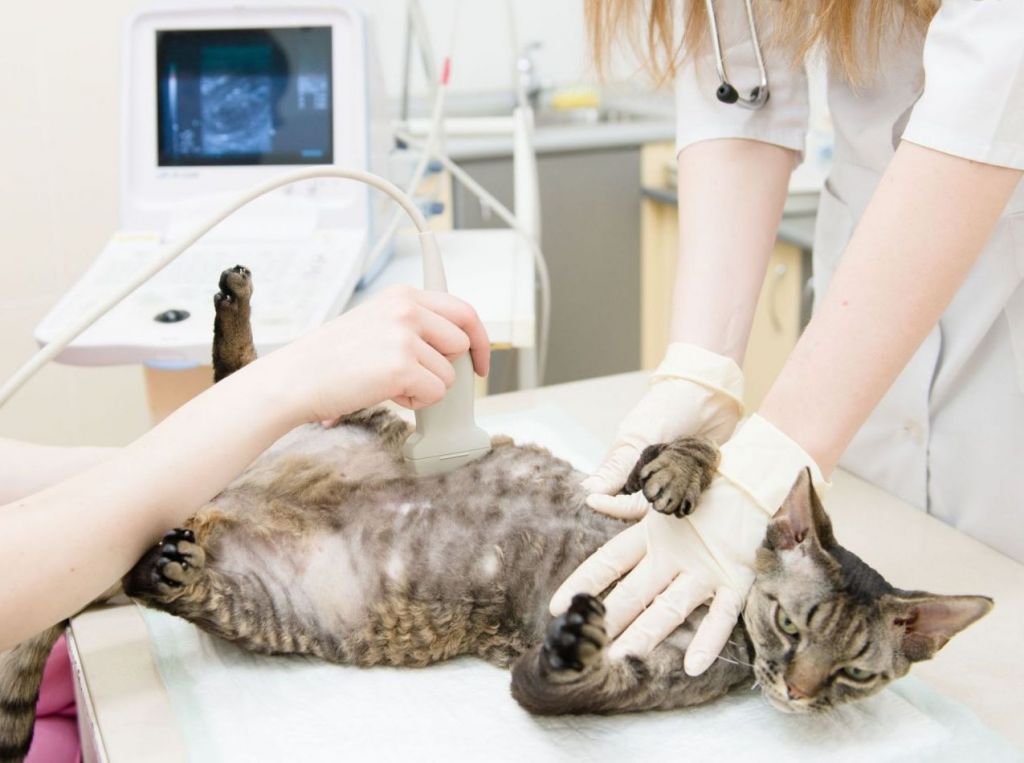 УЗИ помогает оценить состояние выделительных органов, фото https://veterinar-balakovo.ru
