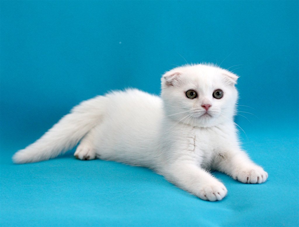 Белый котёнок скоттиш-фолд.jpg