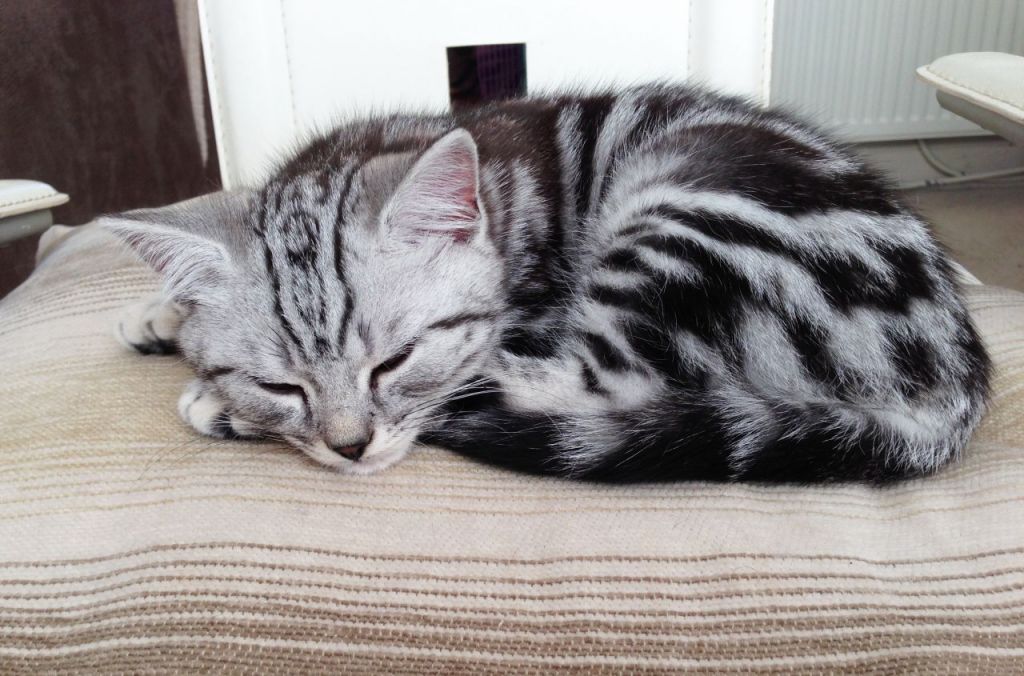 Британский котенок серебристый табби.JPG