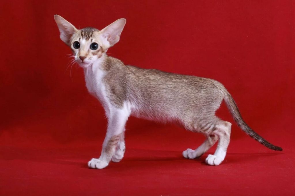 Сейшельский котенок