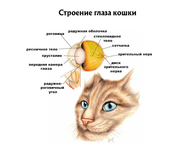Как видят кошки 🐈 Как устроено зрение кота с фото и описанием