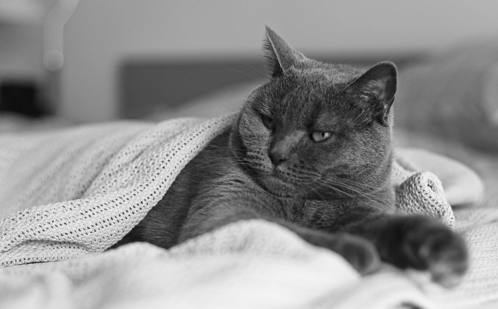 Картезианский кот фото.jpg