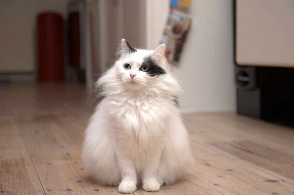 Ангорская кошка.jpg