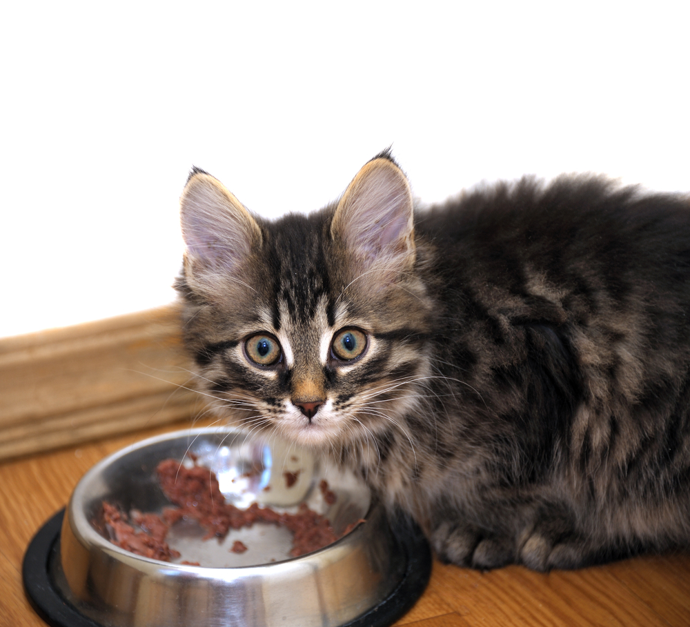 Чем кормить котенка в 2 месяца в домашних условиях без мамы шотландца