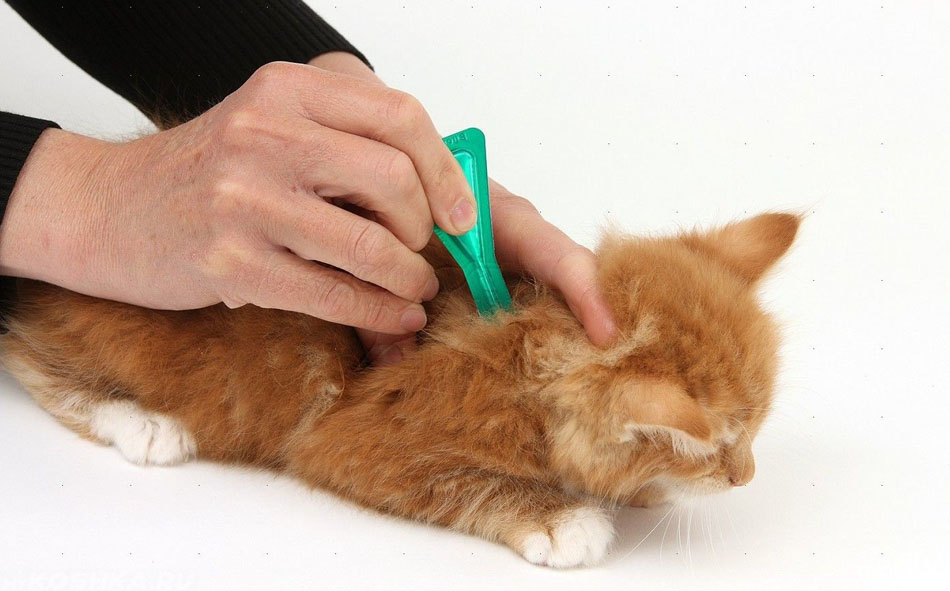 Во время применения глистогонных препаратов для кошки необходимо соблюдать правила личной гигиены