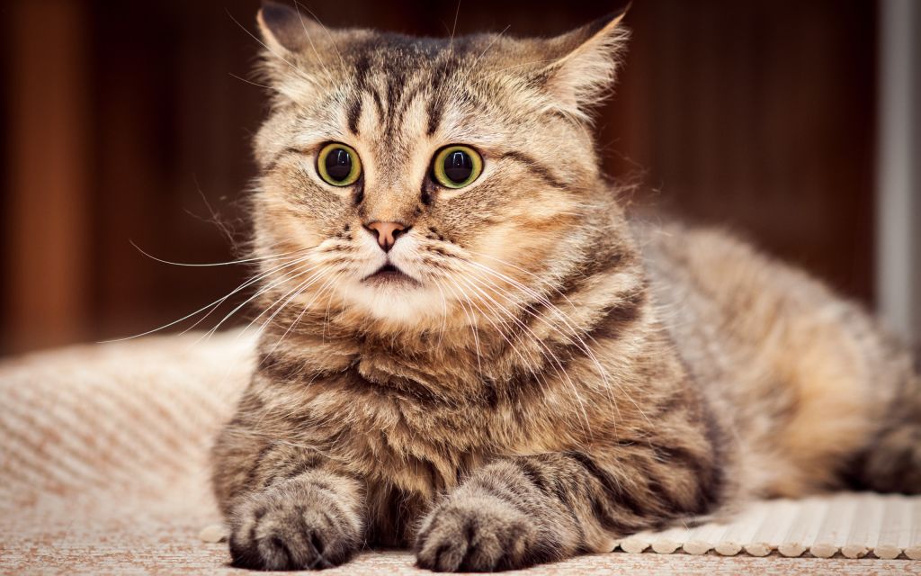 Хронический стресс нередко провоцирует диабет у кошек, так как вызывает сбой в иммунной и гормональной системах