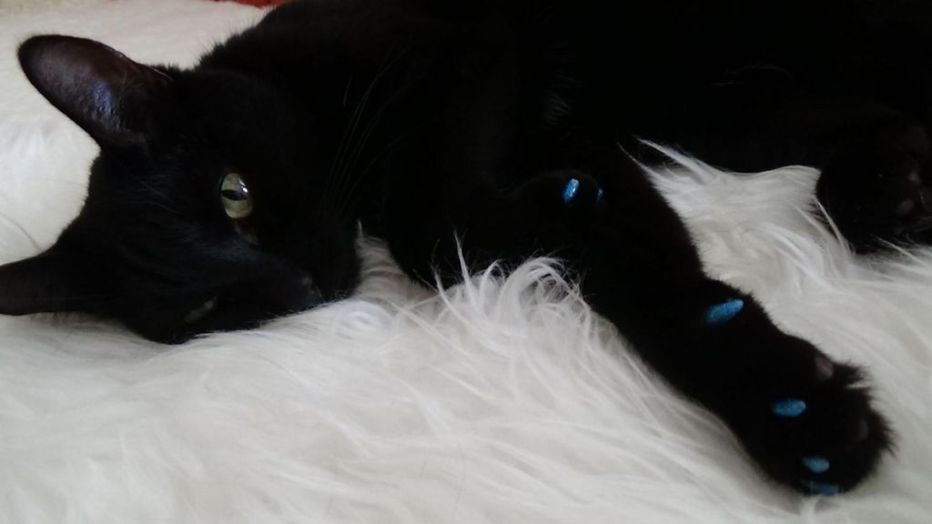 Антицарапки на черной кошке.jpg