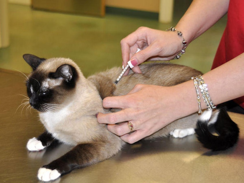 Лечение ринотрахеита кошки