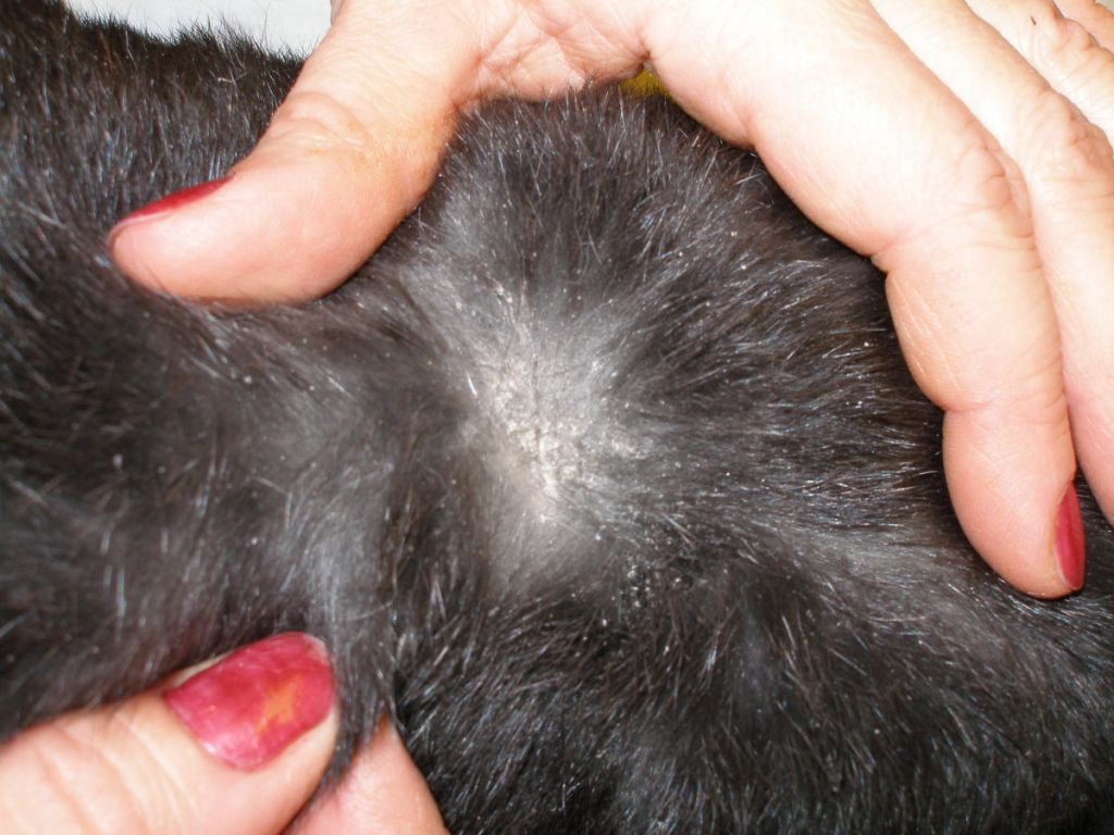 Перхоть у кошек: 🐈 на спине, у хвоста, причины и лечение