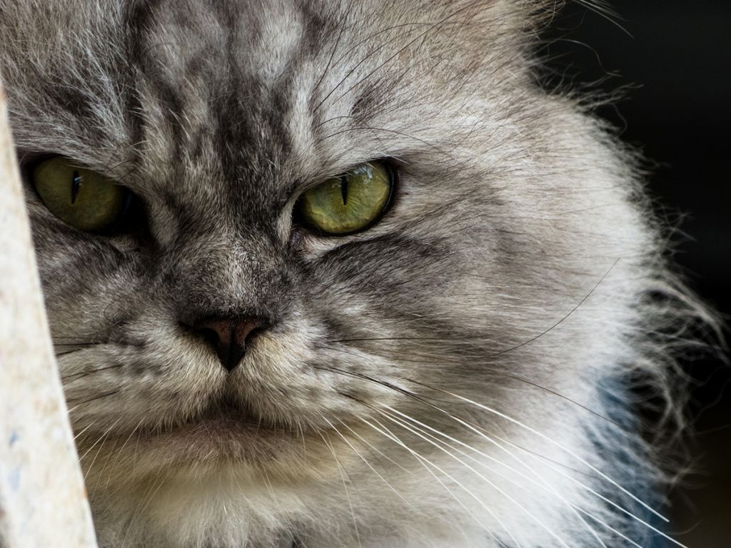 Морда персидской кошки.jpg