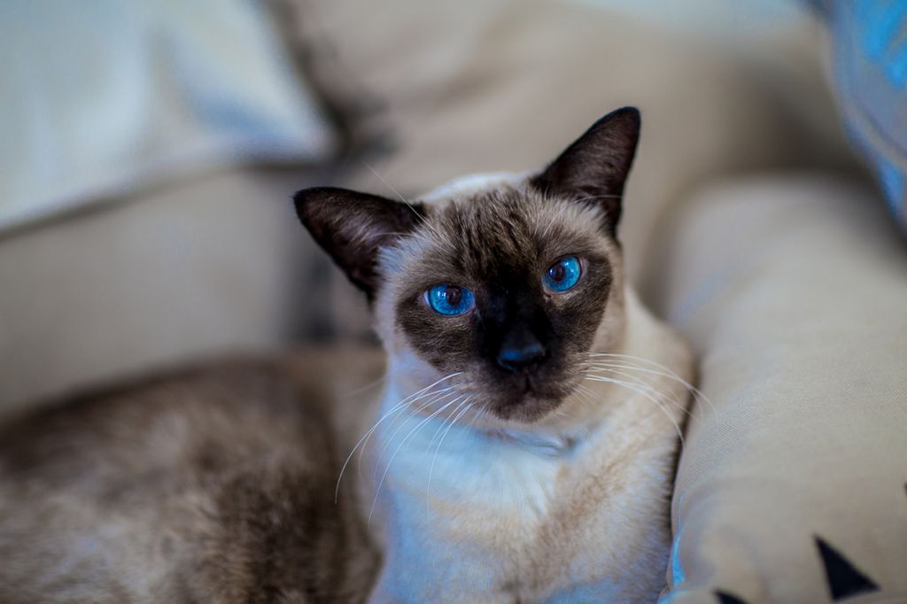 Сиамская кошка 🐈 фото, описание породы, характер, уход, стандарты, имена,  цена