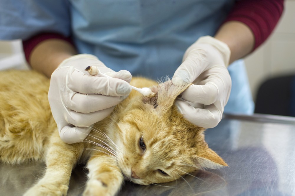 Чистка поверхности и антисептическая обработка ушей входит в комплекс ветеринарной помощи