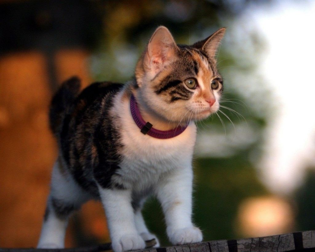 Для котят существуют свои разновидности ошейников с меньшей дозой лекарства, фото https://legkovmeste.ru