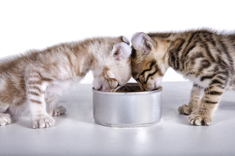 Чем кормить котенка в 2 месяца в домашних условиях без мамы шотландца