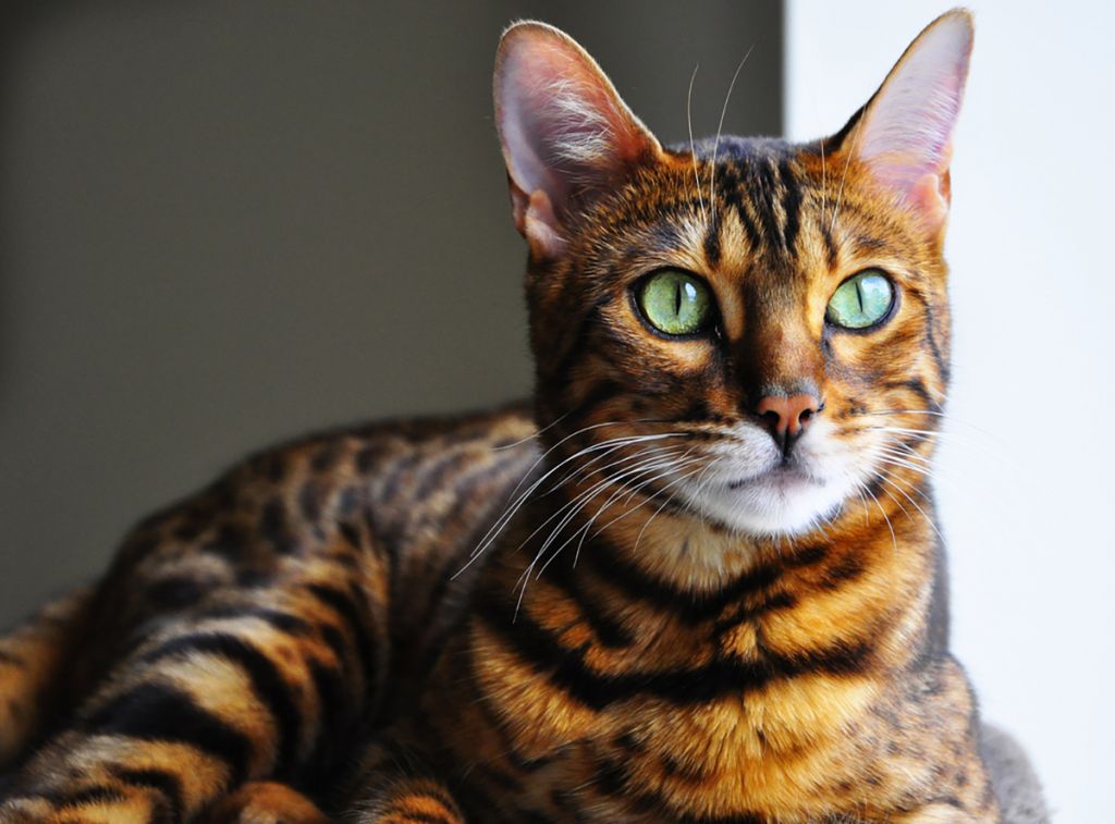 Бенгальская кошка 🐈 фото, описание породы, характер, уход, стандарты,  размеры и вес, кормление, имена и клички, цена
