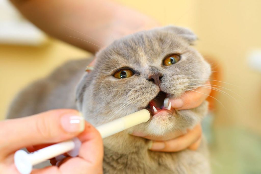 Кормление кошки со шприца