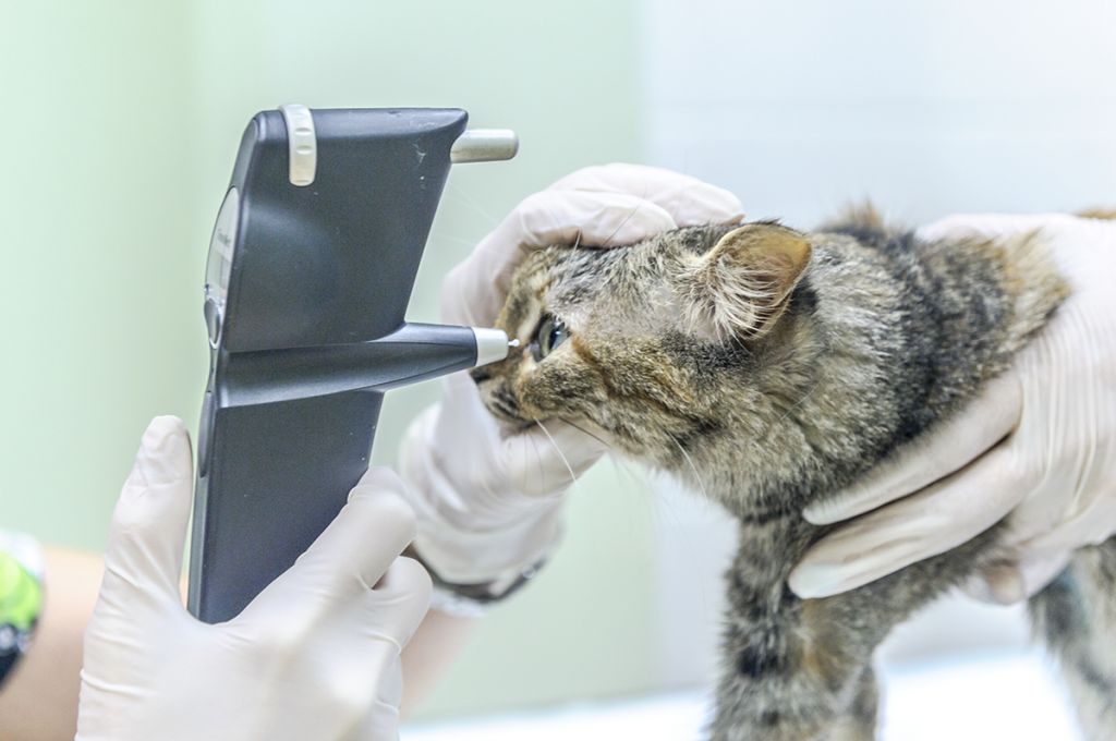 У кошек с сахарным диабетом могут наблюдаться нарушения со зрением, возникающие из-за потери подвижности глазного яблока