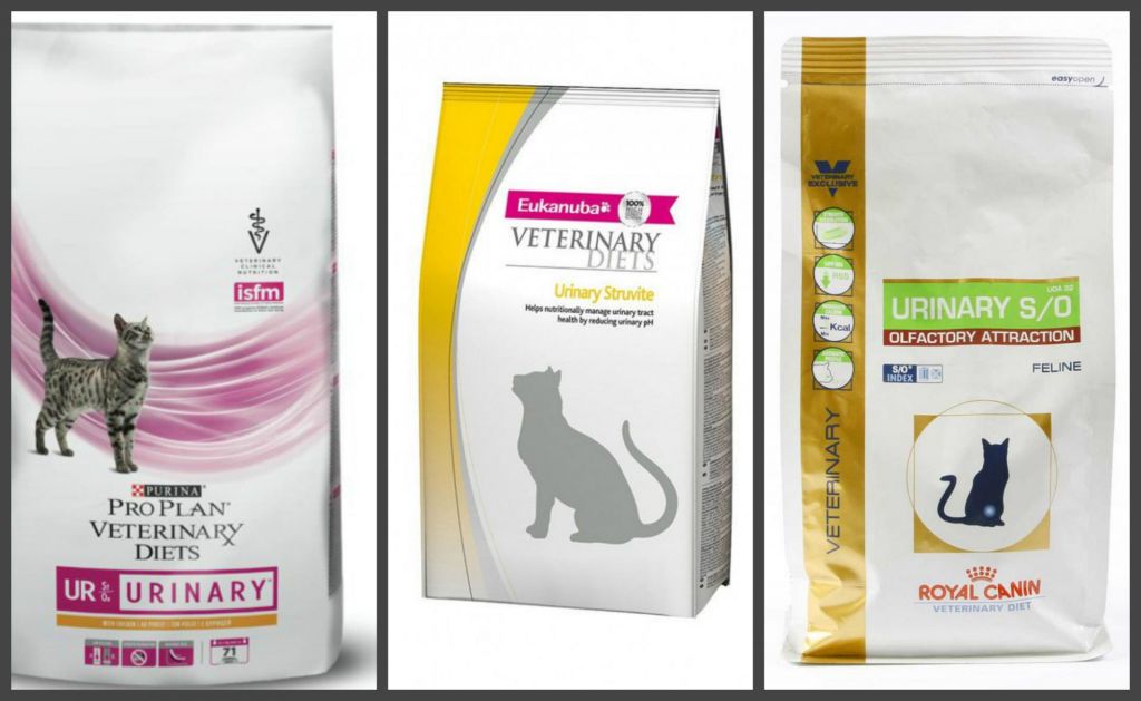 Ветеринарные корма для кошек могут быть в сухом виде, фото https://prohvost.club