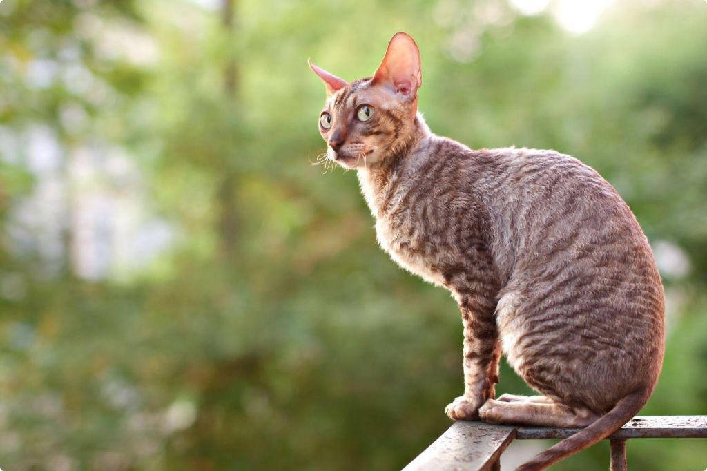 Кучерявые кошки порода фото