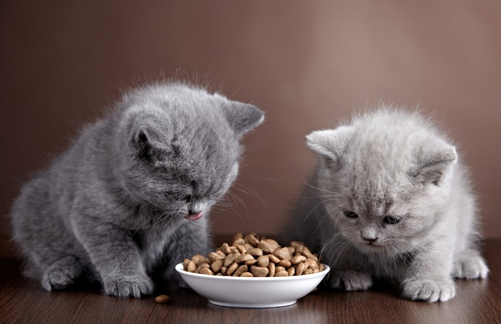 Как часто кормить котенка 2 месяца сухим кормом thumbnail