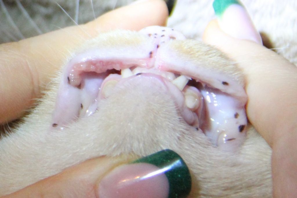 Акне у кошек лечение хлоргексидином thumbnail