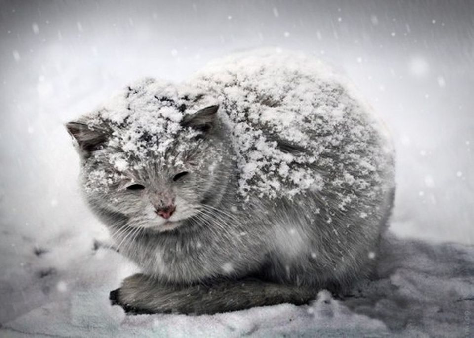 Для сохранения здоровья кошке требуется тепло и уход, фото https://backbook.me