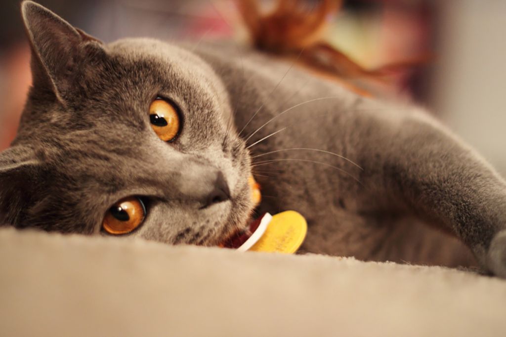 Фото картезианской кошки.jpg