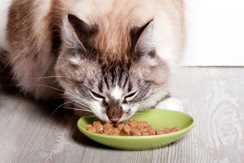 Заболевшая кошка должна получать витаминизированный корм
