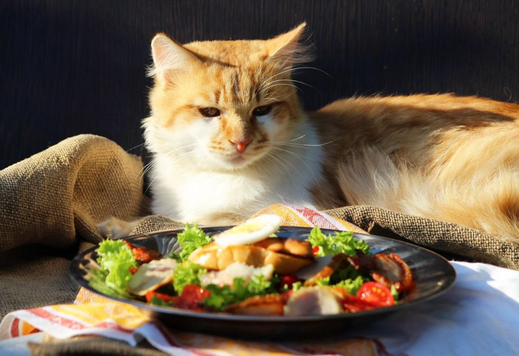 Из меню кошки исключаются жирные калорийные блюда, мучное, сладости, каши, картофель