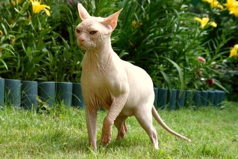 Гавайская лысая кошка кохана фото.jpg