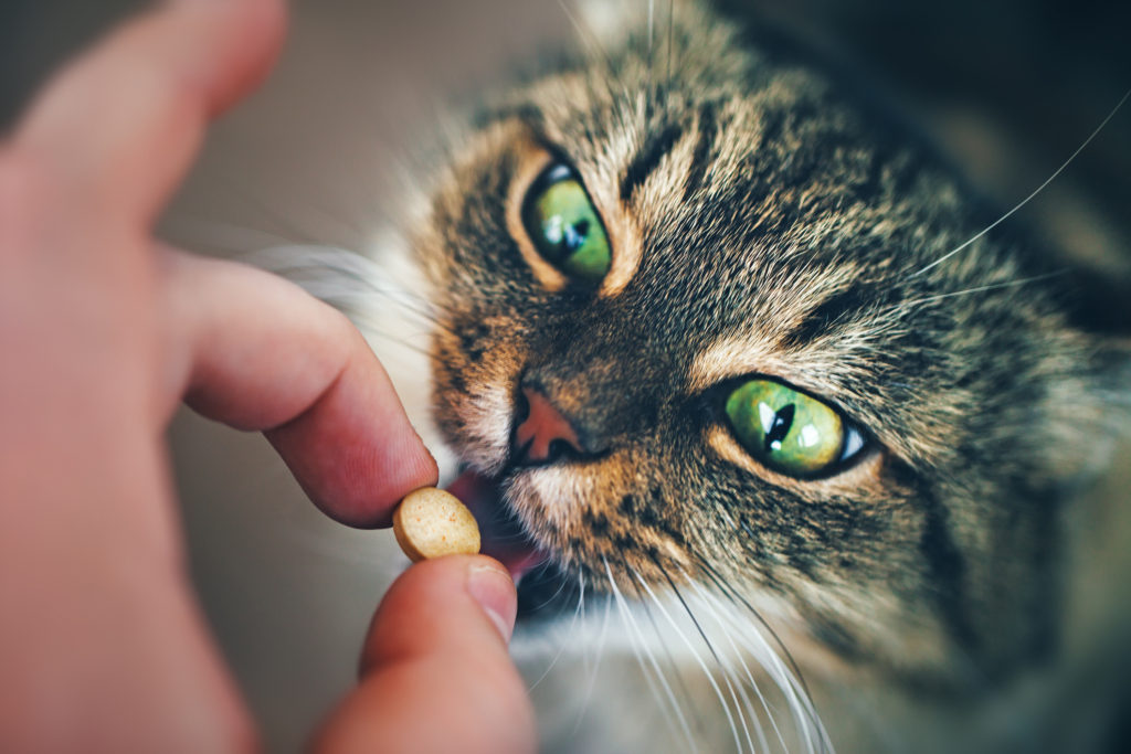 Глисты у кошек: 🐈 симптомы и лечение гельминтов, препараты